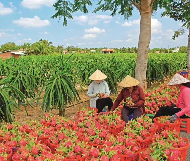 Theo số liệu của Cục Trồng trọt (Bộ Nông nghiệp và Phát triển nông thôn (NN&PTNT)), hiện thanh long Việt Nam được trồng hầu hết 63 tỉnh thành với tổng diện tích gần 65.000 ha, sản lượng trung bình gần 1,4 triệu tấn/năm. Trong đó, 3 tỉnh gồm Bình Thuận, Long An, Tiền Giang trồng thanh long nhiều nhất. Năm 2015, giá trị xuất khẩu thanh long Việt Nam đạt 483 triệu USD và đến năm 2020 đạt hơn 1,1 tỷ USD.