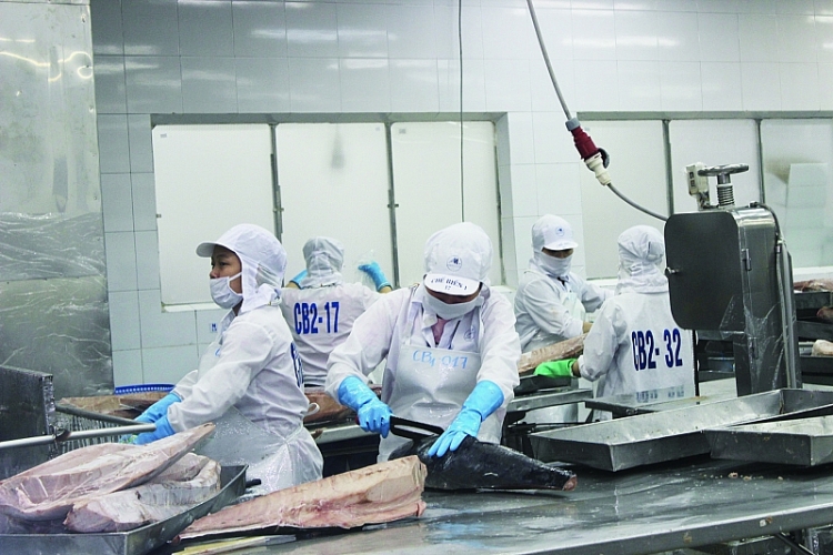 Nga và Ukraine đang là 2 trong số 20 thị trường nhập khẩu nhiều nhất cá ngừ của Việt Nam. Xung đột Nga – Ukraine ảnh hưởng như thế nào tới xuất khẩu cá ngừ của Việt Nam?