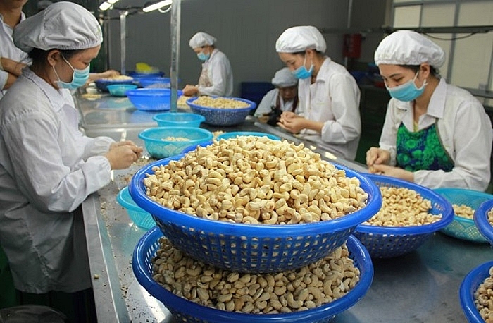Cashew nut exports plummeted