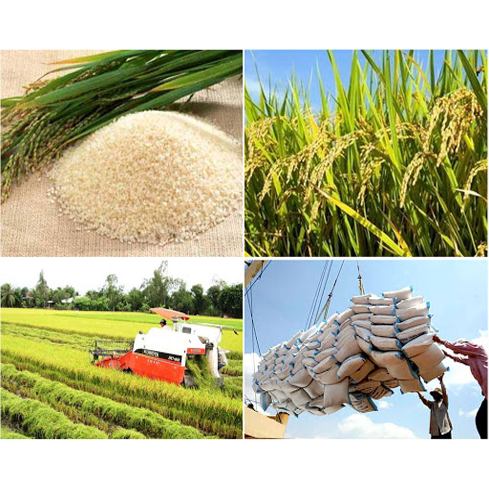 Exports optimistic, Vietnam’s export rice price increased by 5 USD