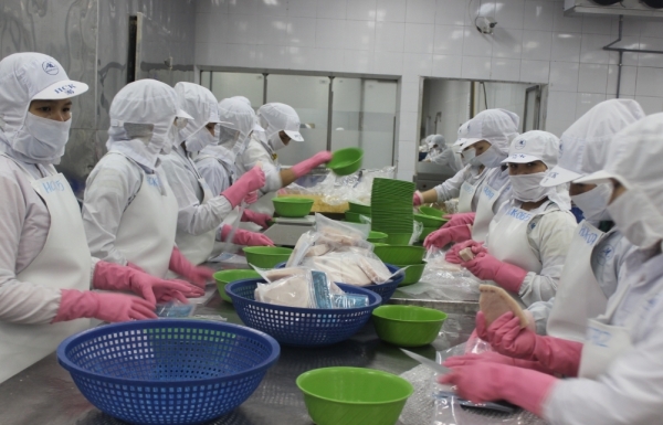 Xuất khẩu cá ngừ tăng cao