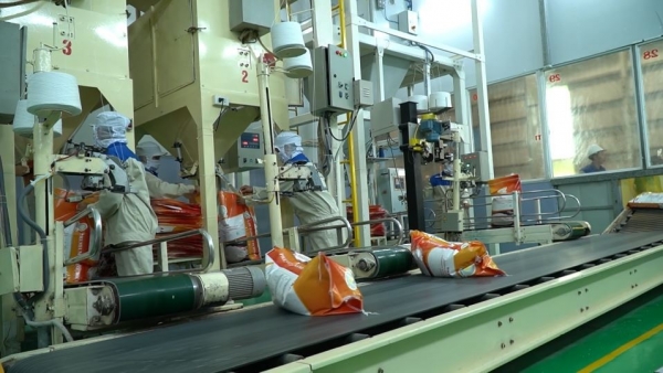 Nhiều yếu tố trợ lực, giá gạo xuất khẩu Việt Nam lấy lại ngôi đầu thế giới