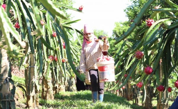 Xúc tiến thương mại: “Chắp cánh” cho xuất khẩu nông sản Sơn La