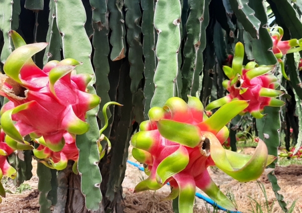 Năm 2022, xuất khẩu nông lâm thủy sản đạt trên 53,22 tỷ USD