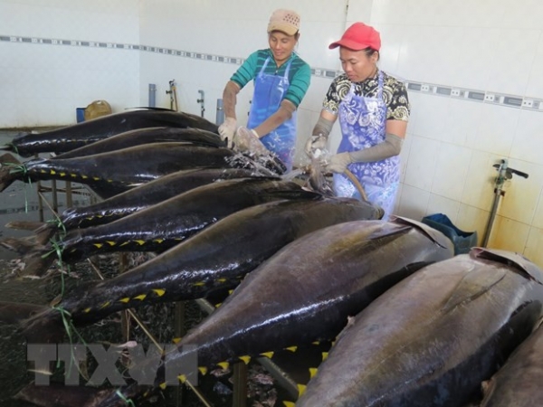 Năm 2022, xuất khẩu cá ngừ cán đích 1 tỷ USD