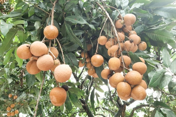 Hơn 10 tấn nhãn tươi đầu tiên đã được xuất khẩu sang thị trường Nhật Bản