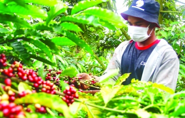 Xuất khẩu cà phê bật tăng trong tháng 2