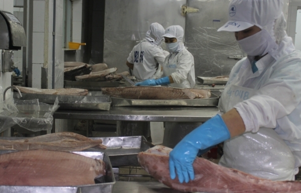 Hàn Quốc: Điểm sáng trong xuất khẩu cá ngừ của Việt Nam