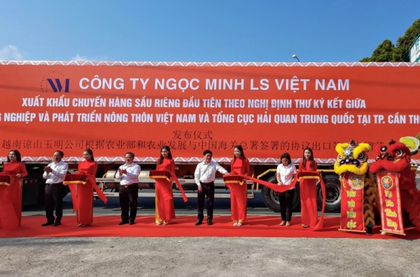 TP. Cần Thơ: Chuyến hàng xuất khẩu sầu riêng đầu tiên sang Trung Quốc