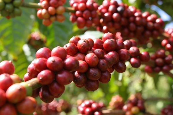 Một số mặt hàng thực vật sẽ điều chỉnh đăng ký xuất khẩu vào Trung Quốc