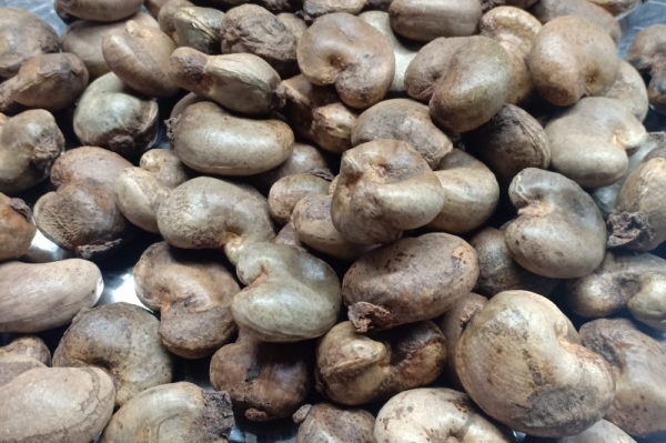 Nhập khẩu hạt điều thô từ Campuchia tăng vọt, liệu có bất thường?