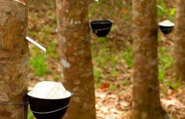 Xuất khẩu cao su sang Hoa Kỳ chờ tín hiệu khả quan