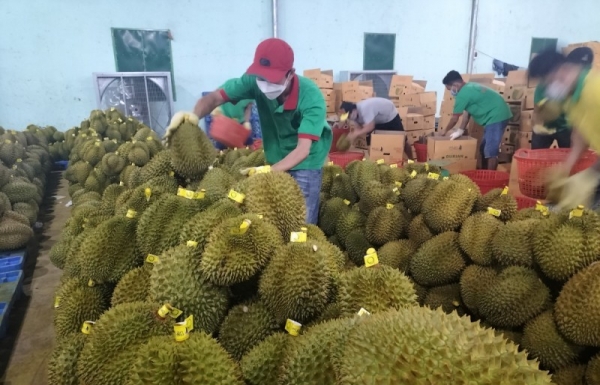 “Đánh bật” thanh long, xuất khẩu sầu riêng đạt con số kỷ lục