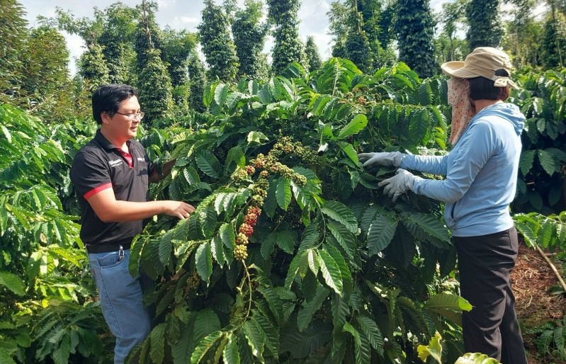 Tăng chất cho cà phê để giữ giá xuất khẩu