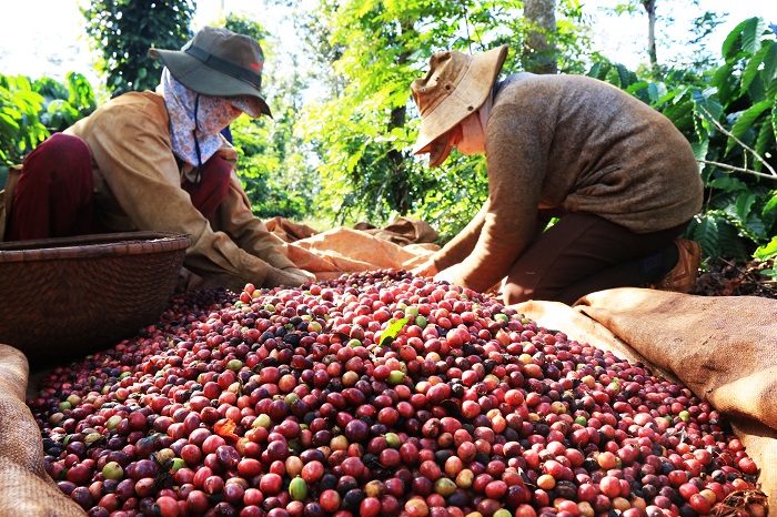 Giá cà phê xuất khẩu diễn biến trái chiều, Robusta tăng lần đầu tiên trong năm 2024