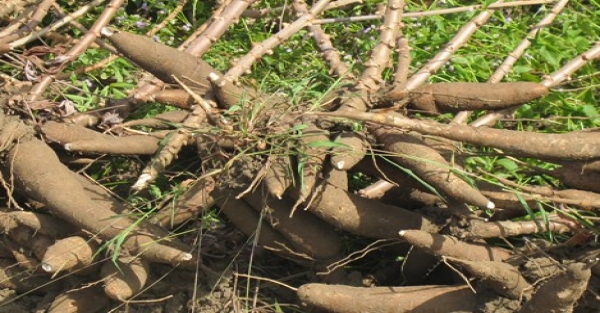 2 tháng đầu năm 2024, xuất khẩu sắn và sản phẩm sắn thu về 291,51 triệu USD