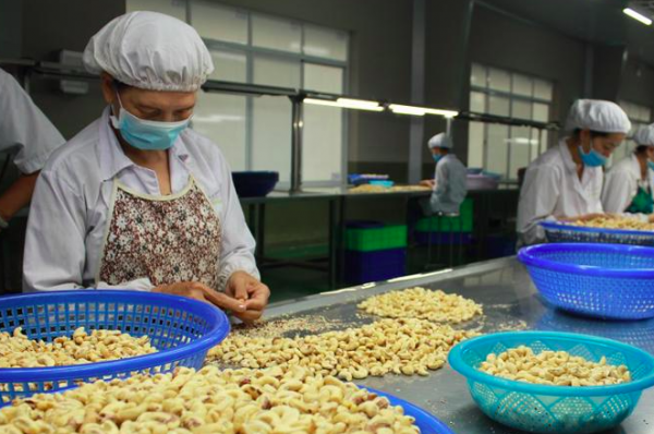 Xuất khẩu hạt điều giảm 2 con số