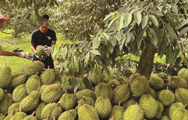 Loạt giải pháp giữ vị thế ngành sầu riêng Việt Nam