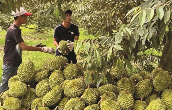 Tránh ‘vỡ trận’ sầu riêng