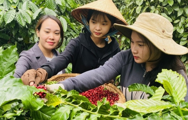 Chất lượng tốt, cà phê Robusta Việt Nam được nhiều thị trường ưa chuộng