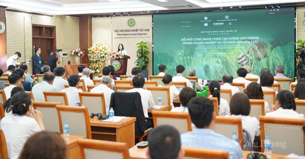 Xuất khẩu gạo đạt kỷ lục: Khi hạt giống là chìa khóa