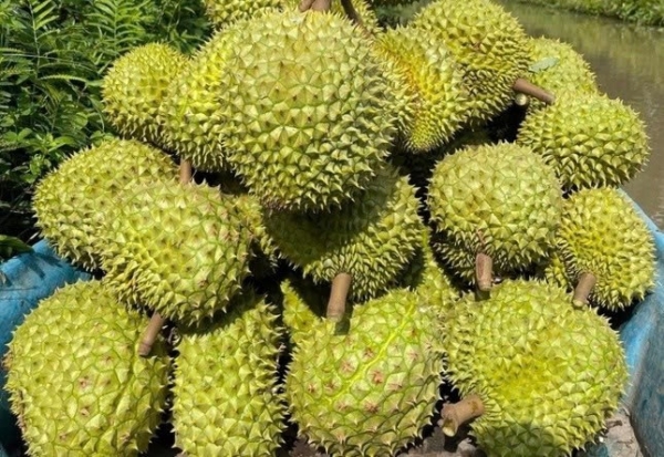Xuất khẩu rau, quả: Vì sao sầu riêng mất ‘ngôi vương’?