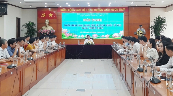 Lý do tổ yến ‘made in Việt Nam’ vào Trung Quốc còn khiêm tốn