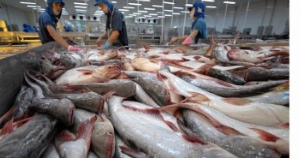 Cá tra và bài toán chinh phục thị trường nội địa