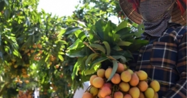 首批荔枝运往日本市场，广阔销路已开启