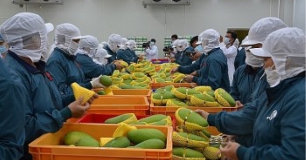 越南蔬果对华出口：以质取胜，方能行稳致远