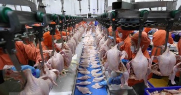 促进优势家禽产品出口